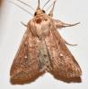 Mythimna albipuncta